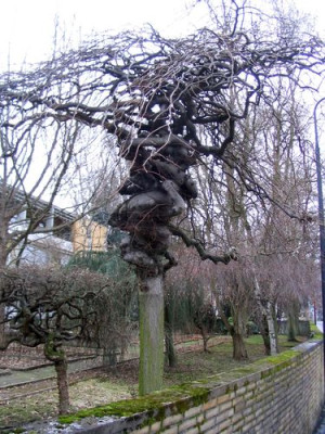 Wirrkopf.jpg