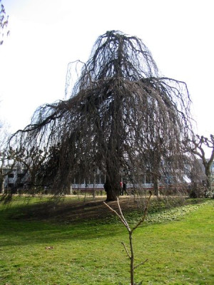 Trauerbuche.jpg