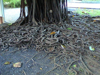 Ficus.jpg