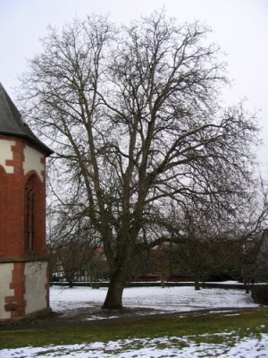 Walnussbaum.jpg