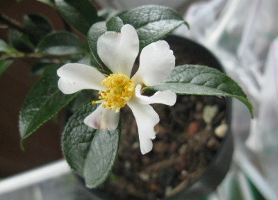 C.grijsii.jpg