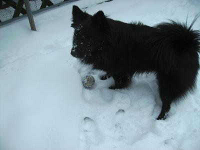 Schneeballspiel.jpg