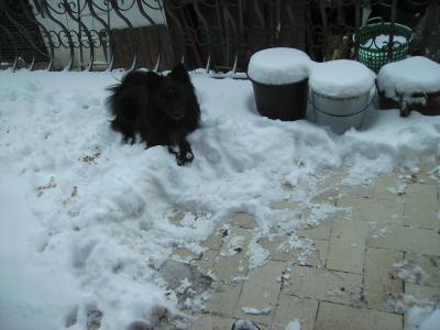 Schneehund.jpg