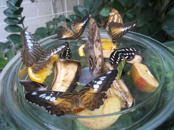 Schmetterlingsnapf.jpg
