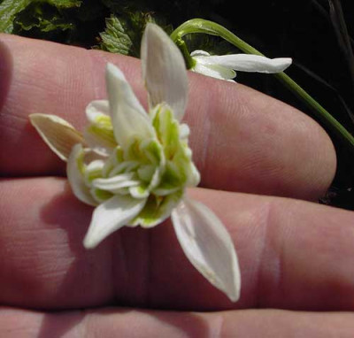 Galanthus_flore_pleno_NL.jpg