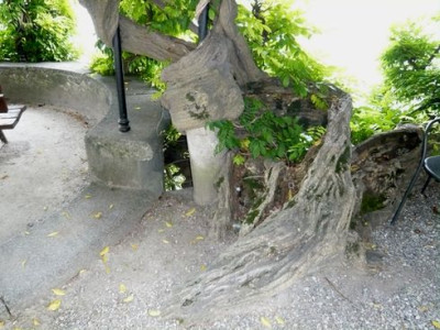 Wisteria_chinensis.jpg