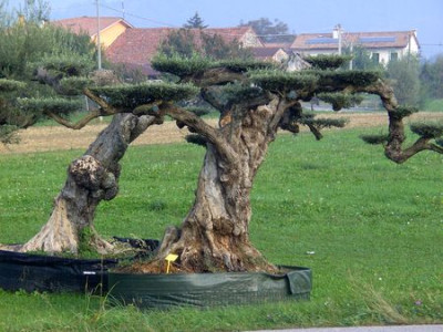 gestutzte_Olivenbaume.jpg