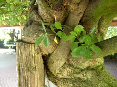 angenagelter_Baum.jpg
