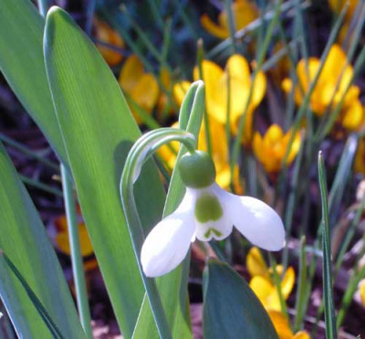 Galanthus_woronowii.jpg