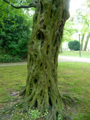 Hainbuche.jpg