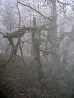 Moor_in_der_Rhoen.jpg