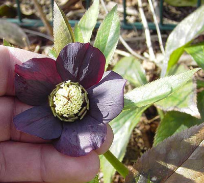 Helleborus_Bluete-1.jpg