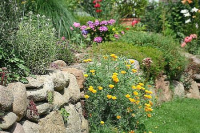 Hangbeet_kalifornischer_Mohn_in_Fuge.jpg