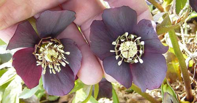 Helleborus_2_Blueten.jpg