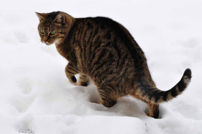 Bastet_i_Schnee.jpg