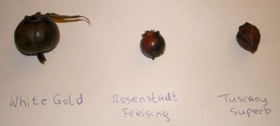 HagebuttenJaenner.JPG