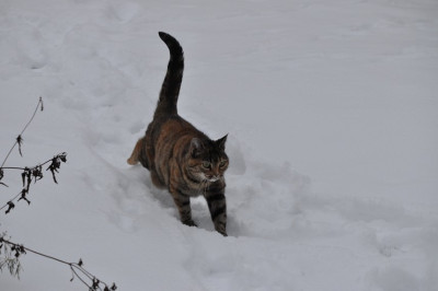 Susi_im_Schnee-1.jpg