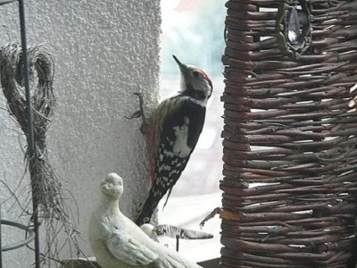 k-Buntspecht1.JPG