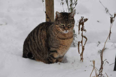 Bastet_i_Schnee-1.jpg