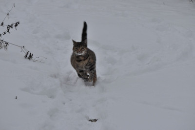Susi_im_Schnee-2.jpg