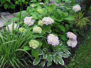 Hydrangea_macrophylla_All_Summer_Beauty306x230.JPG