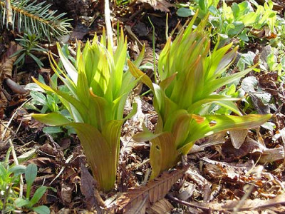 Fritillaria_aurora.jpg