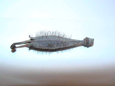 DSC00087-1.jpg