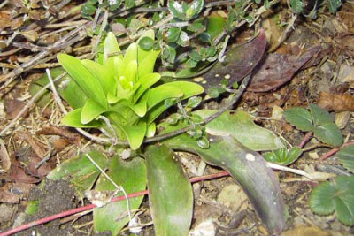 Lilium_candidum_Austrieb.jpg