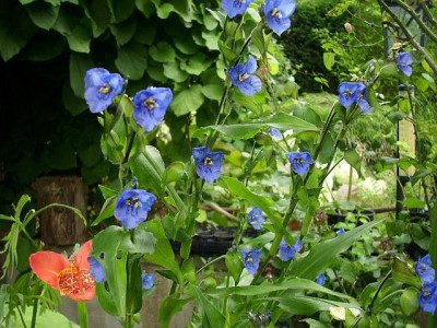 commelina_2.jpg