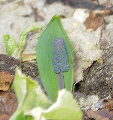 Muscari_geborgen.jpg