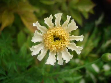 Tagetes2.jpg