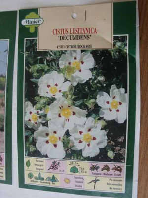 Cistus_lusitanica.jpg