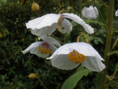 Meconopsis_wallichii.jpg