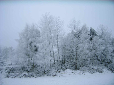 baeumeraureif10.jpg