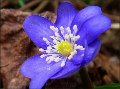 Hepatica..JPG