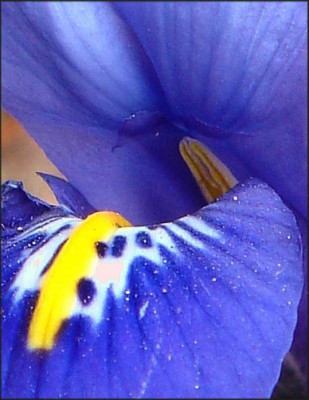 Iris..JPG