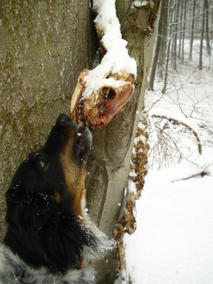 Dickie_Unfallreh_lecker.jpg