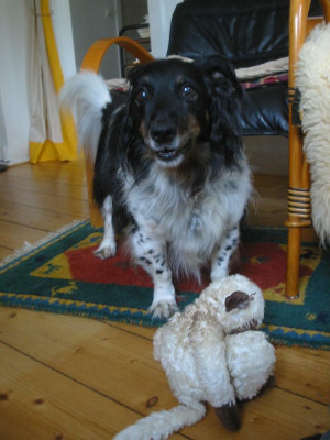 Dickie_fein_Affe_1.jpg