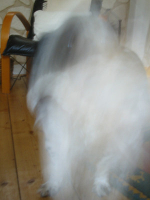 Dickie_fein_Affe_3.jpg