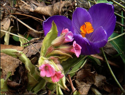 Pulmonaria_Green_Heart.JPG