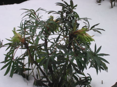 H_foetidus_14_Januar_2010.jpg