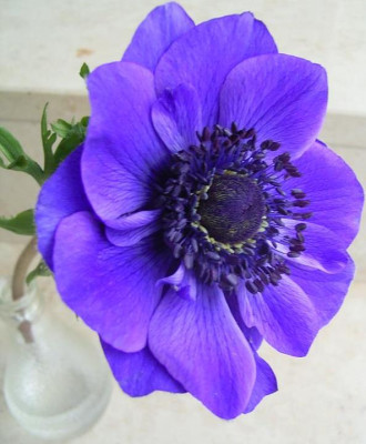 anemone_violett2.JPG