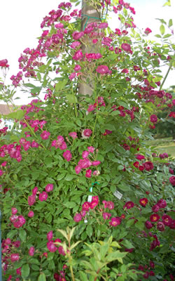 Violette_0016_52056.jpg