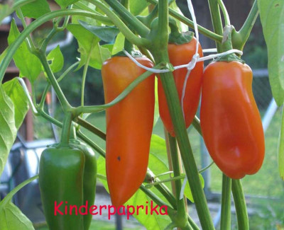 Kinderpaprika.jpg