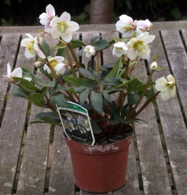 Helleborus_niger_05002.jpg