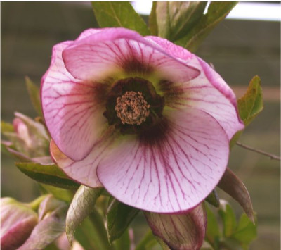 Helleb._orient._picotee_Alf_03_5002.jpg