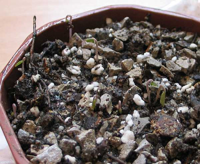 C.hederifolium-duftend-a.jpg