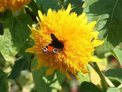 Sonnenblume_mit_Schmetterling_und_Biene.jpg