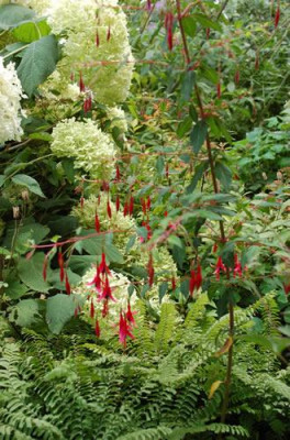 Fuchsia_magellanica_0010__S_55225.jpg