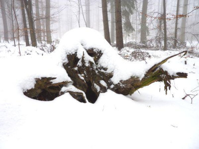 Waldgeist.jpg